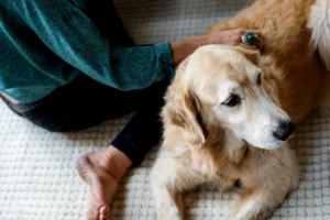 Golden retriever lying calmly with a person gently resting a hand on its back.