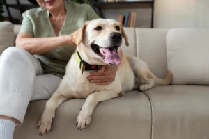 A woman relaxes on a couch, gently petting her dog, creating a warm and cozy atmosphere in the living room.