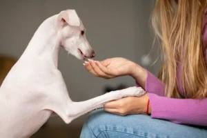A woman is feeding medicine a dog with her hand to remove dog arthritis.