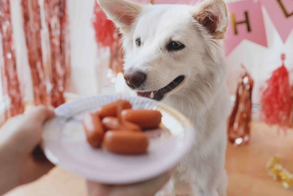 Adorable dog gazing at food on a plate.