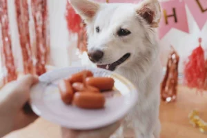 Adorable dog gazing at food on a plate.