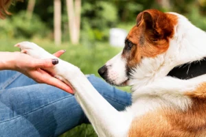 A Pretty dog is playing with women hand in park.