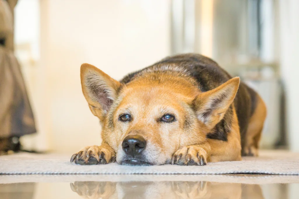 Navigating Your Options: Comprehensive Treatment for Canine Arthritis