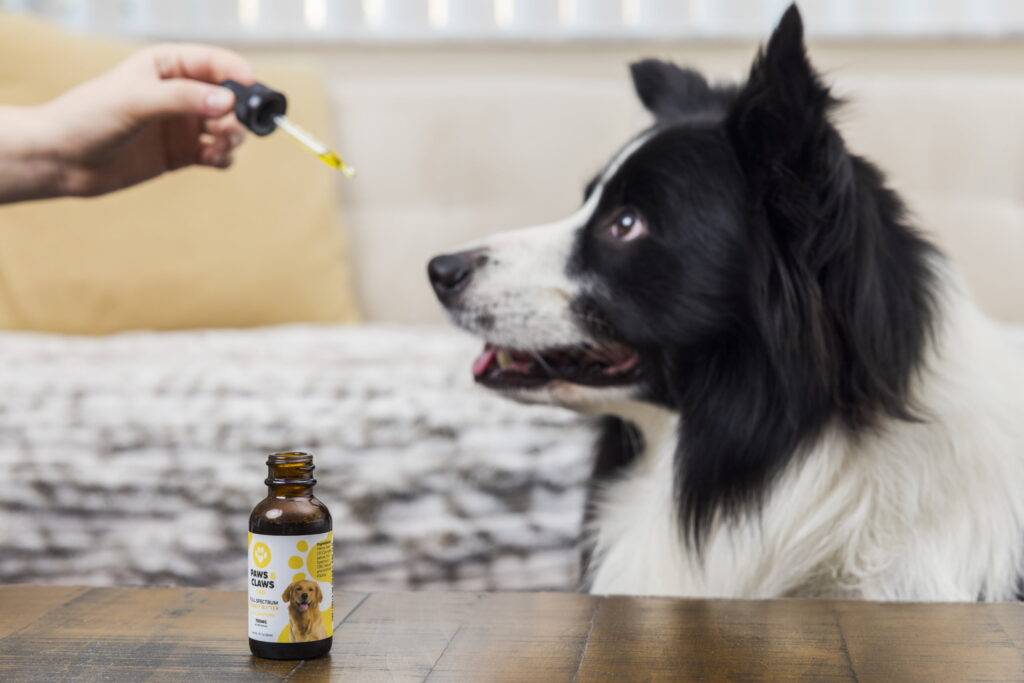 Choosing the Right CBD Oil for Your Dog