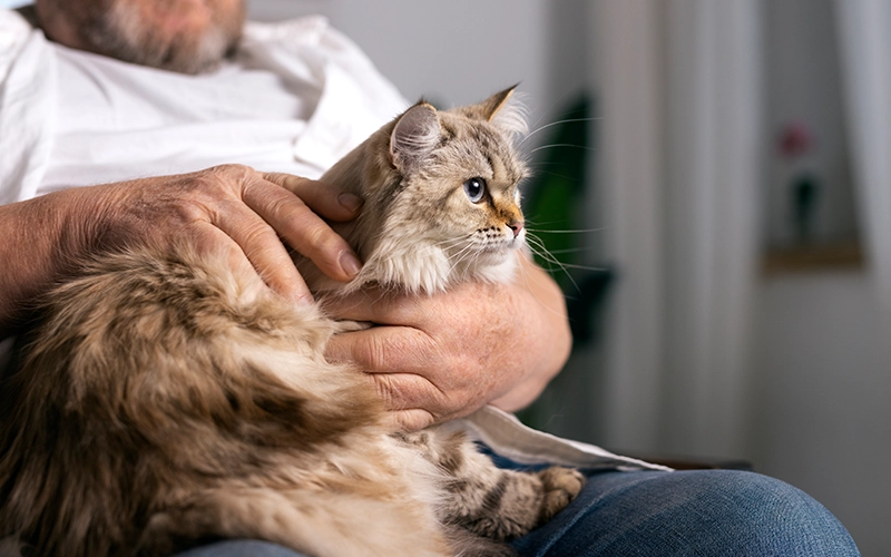 Person holding a fluffy cat on their lap indoors.