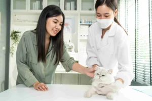 Two womens are checking cat fitness