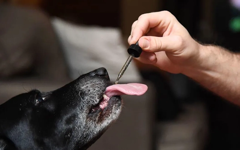 A person administers liquid medicine to a dog with a dropper.