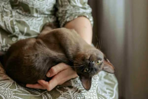 Brown Burmese kitten lying upside down on owner's lap, looking curiously with wide eyes, helping to ease anxiety.