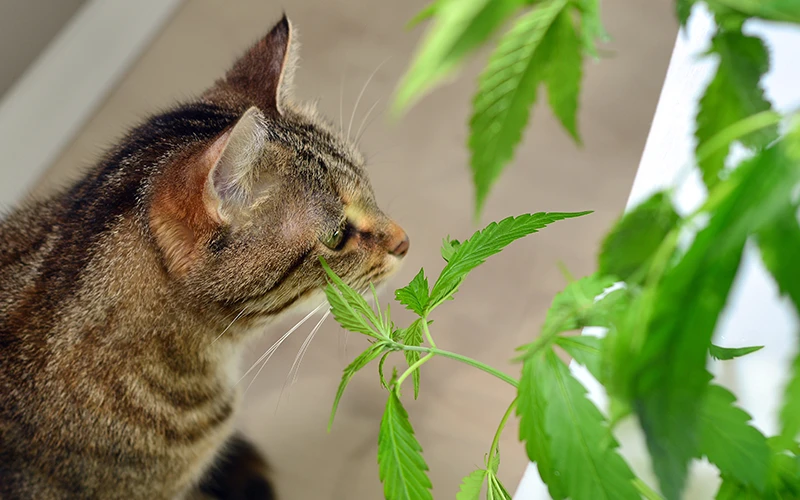 A domestic tabby cat with cannabis ruderalis plant at a white windowsill