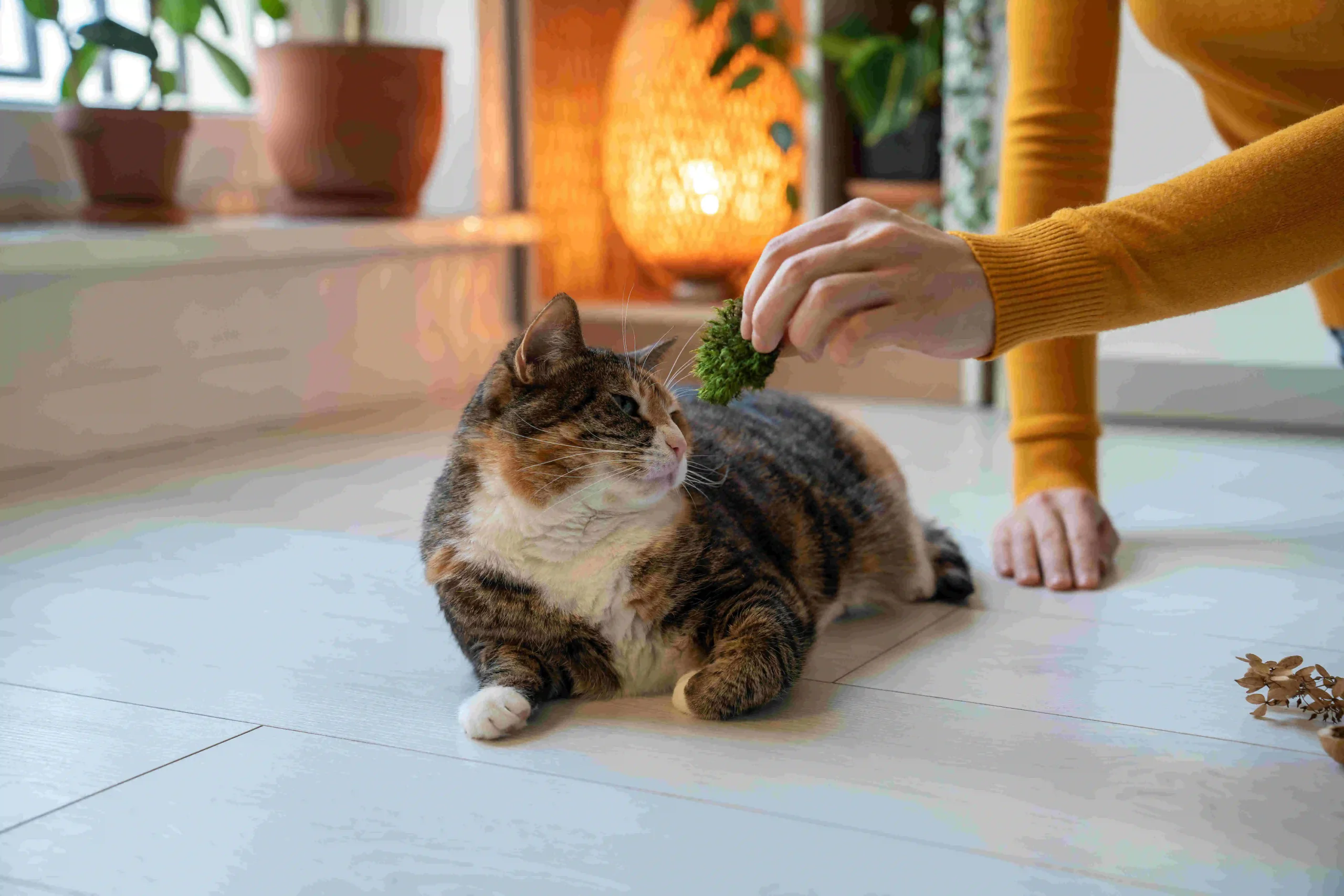 Caring cat owner playing with fluffy-pet
