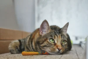A relaxed cat sprawled on the floor