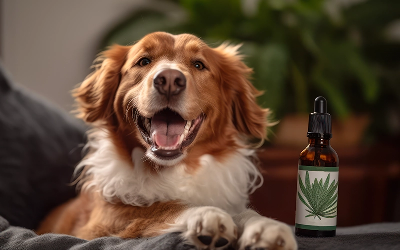 A happy dog sitting next to a bottle of CBD oil with a hemp leaf label, suggesting the dog's positive experience with CBD oil for wellness.