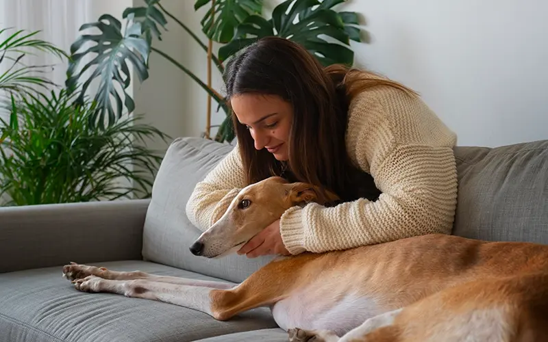 Person in a cream sweater hugging a tan greyhound on a couch.