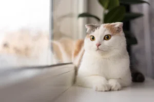 A Scottish Fold cat with wide eyes sitting by a window, appearing curious and alert while gazing outside.