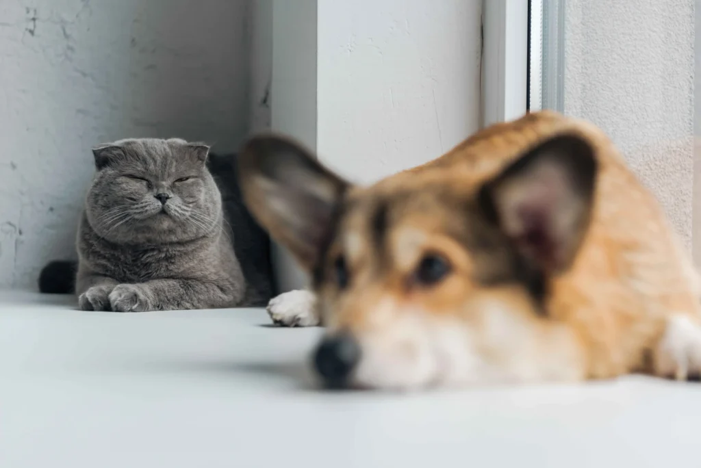 Cat and dog both are looking dull because of anxiety.