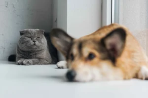 Cat and dog both are looking dull because of anxiety.
