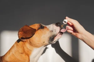 Dog taking essential oil from dropper nutritional supplements calming products cbd oils for pets
