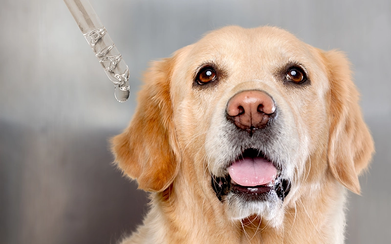 A close-up of a Golden Retriever receiving CBD oil from a dropper, demonstrating the use of nutritional supplements for pets.
