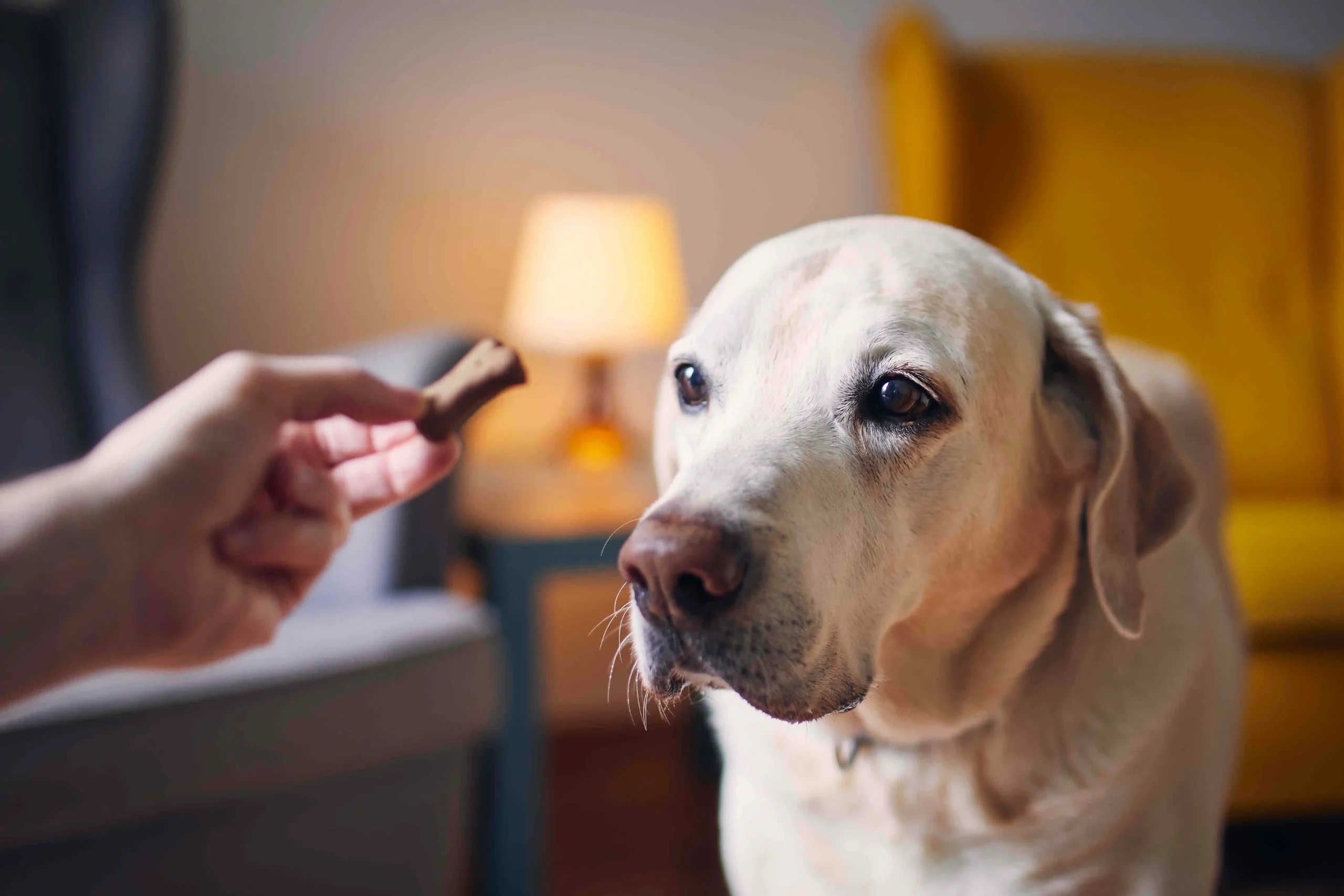 Owner is providing right CBD products to his pet