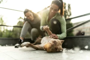Two women gently engaging with a happy dog on a sunny outdoor terrace, focusing on light activity and bonding. This image highlights the importance of Exercising Arthritic Dogs with gentle, joint-friendly exercises to improve their mobility and well-being.