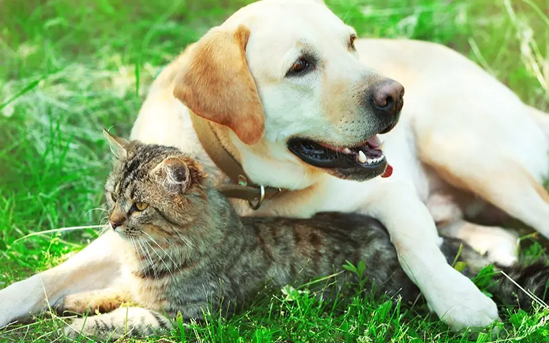 Friendly dog and cat resting over green grass background