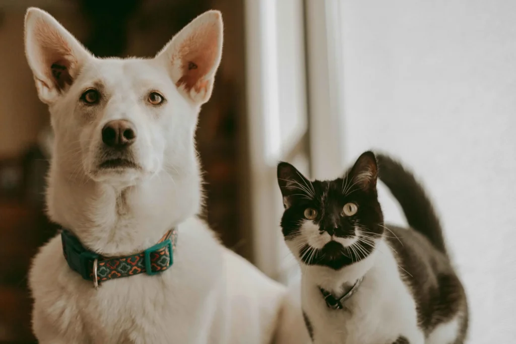 Happy cat and a dog together
