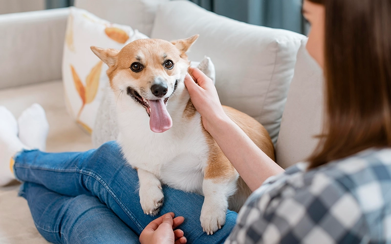 A happy Dog sitting on a woman's lap, enjoying being petted, showcasing a warm and loving moment between pet and owner.