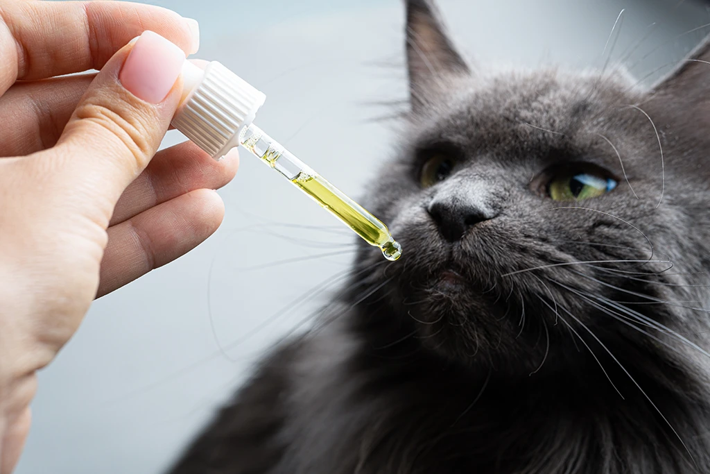 Cat takes cbd oil from human