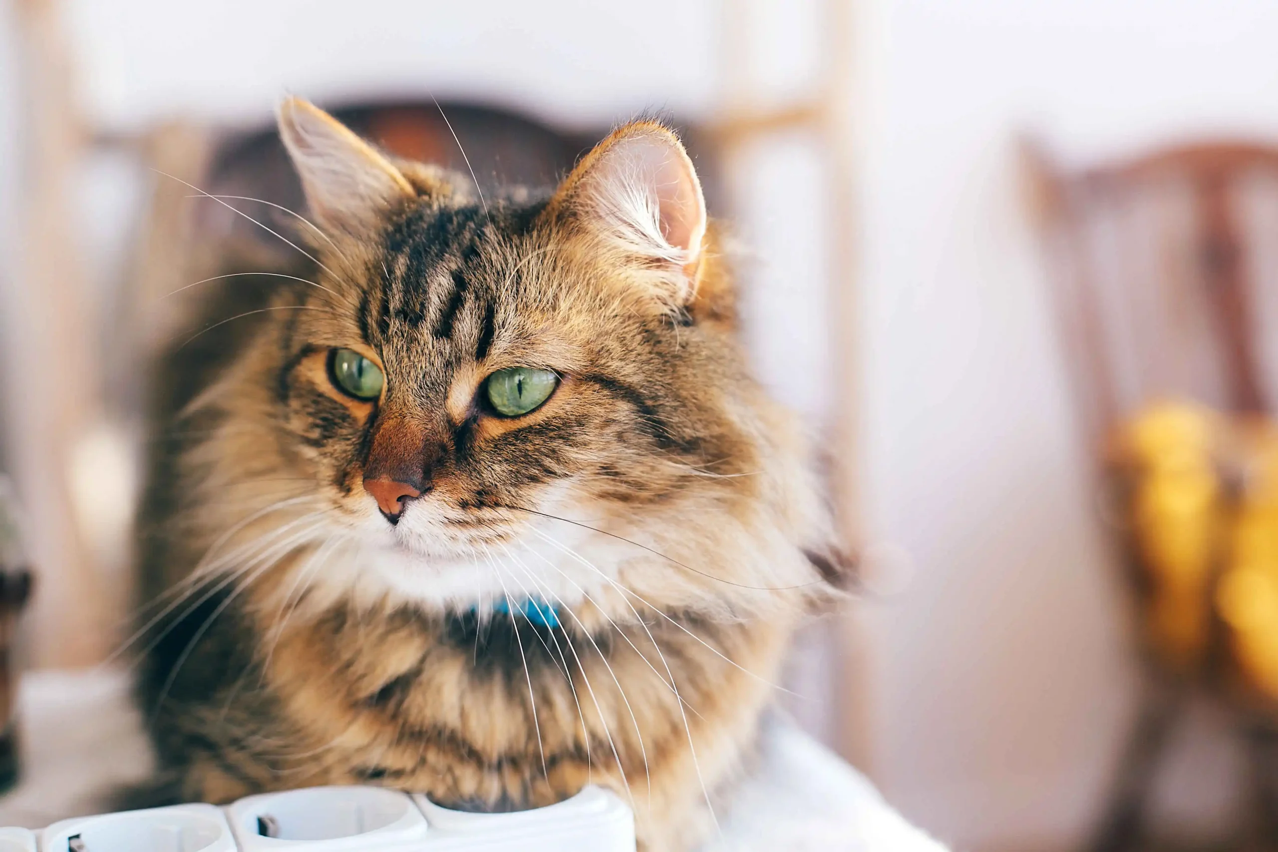 Maine Coon cat with green eyes relaxing indoors with a calm expression.