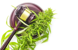Marijuana Buds Cannabis Plant and Judge Gavel
