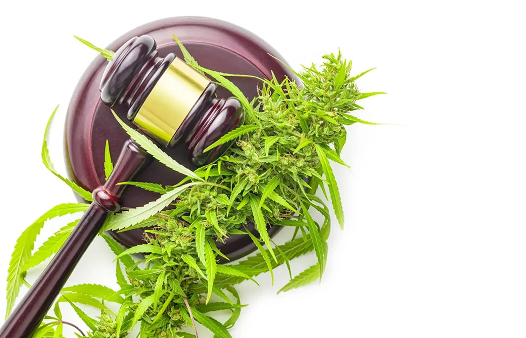 Marijuana Buds Cannabis Plant and Judge Gavel