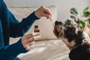 Pet Dog Taking CBD Hemp Oil Dosage with Dropper