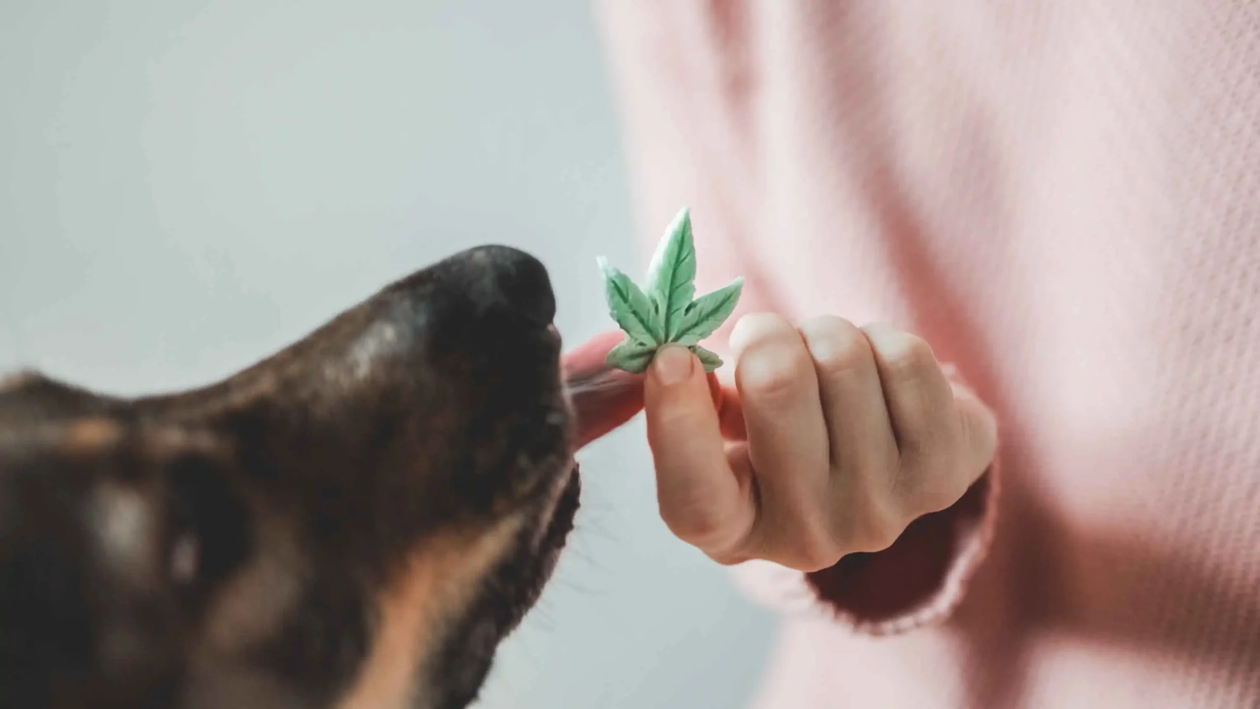 Pet dog licking CBD treat