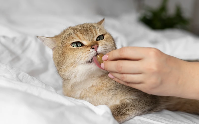 Close up portrait on beautiful cat