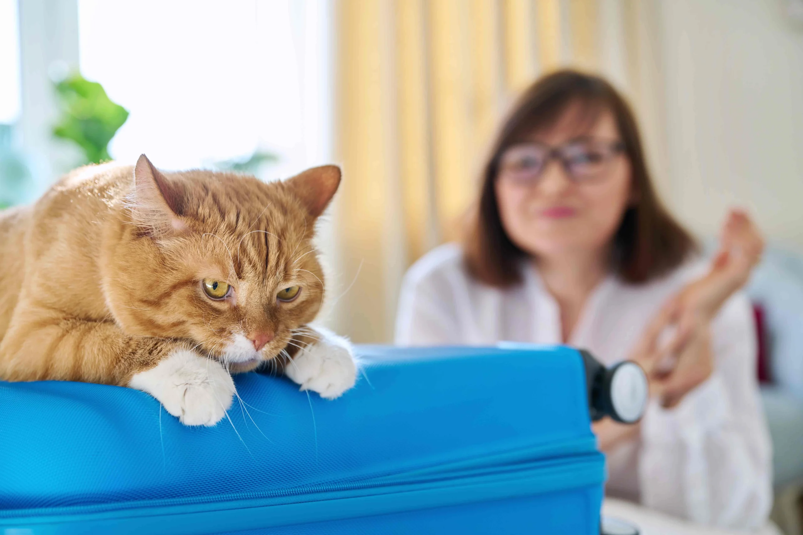 A grumpy ginger cat rests on a blue suitcase, looking reluctant and tired. The blurred woman in the background seems unaware of the cat's mood, possibly due to the cat’s discomfort or allergies. The image could highlight the common allergies of cats, as the feline seems sensitive to its environment.