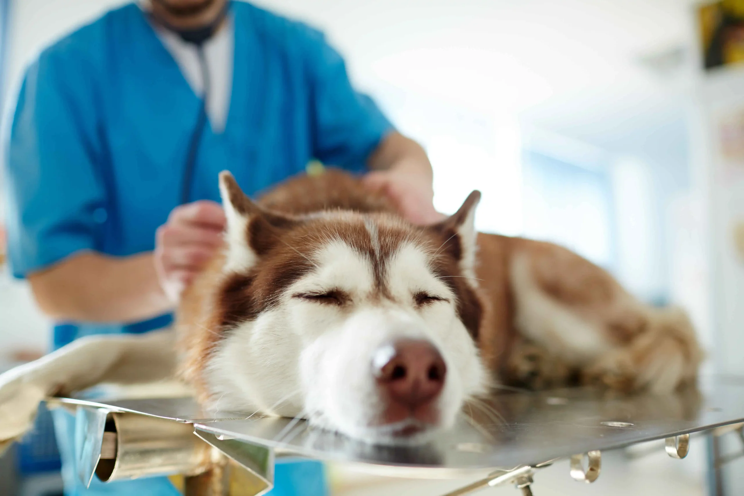 The doctor is checking a sick dog for overdosing.