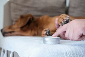 A close-up of a person applying balm to a relaxed dog’s paw while the dog lays on a white blanket.