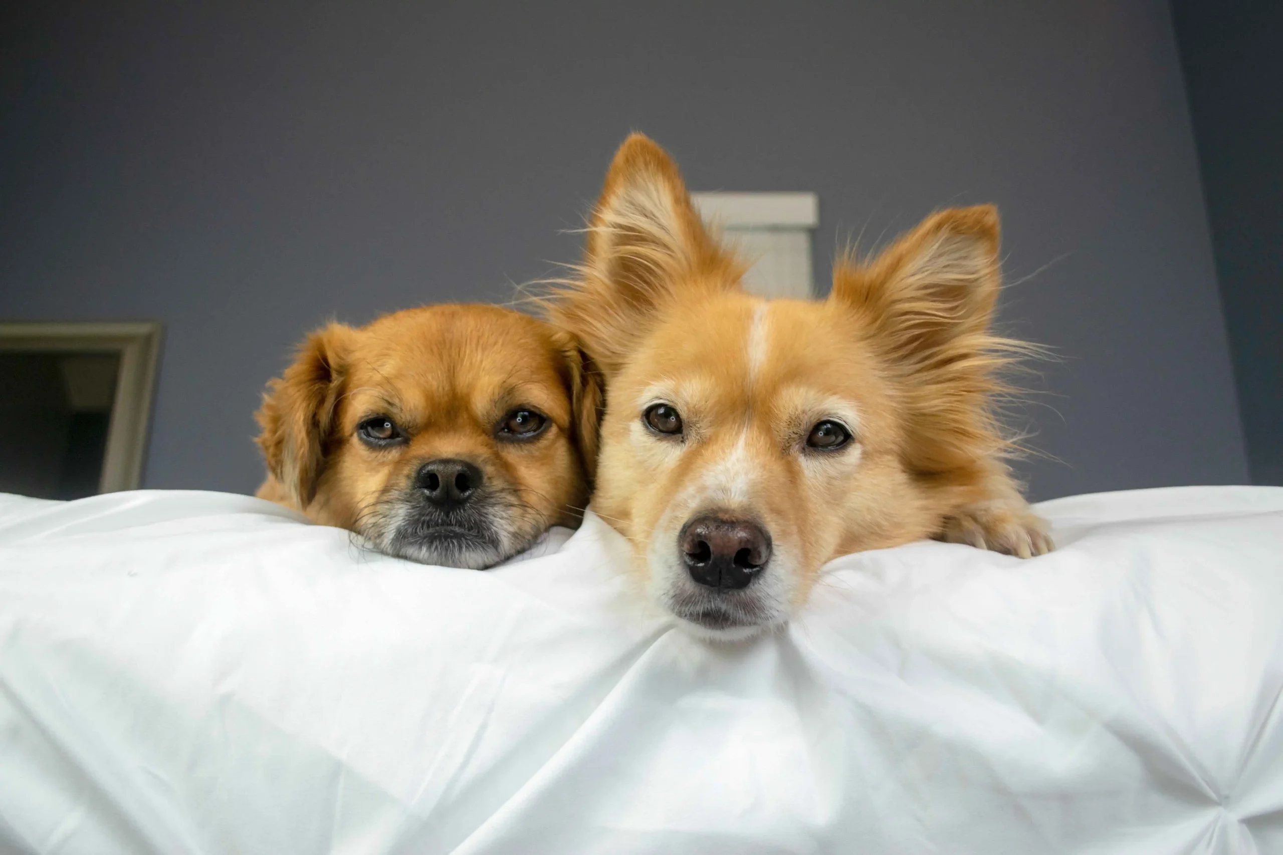 Two dogs lying on the bed, looking at their owner with anxiety.