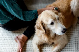 A Golden Retriever lying on the floor while being gently petted by its owner, reflecting a moment of care and comfort for the dog.