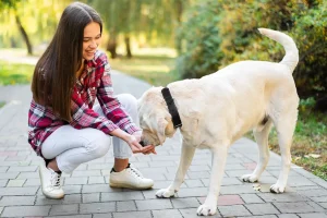A young woman in a plaid shirt kneeling and feeding her Labrador Retriever in a park, sharing a playful and loving moment with her pet.