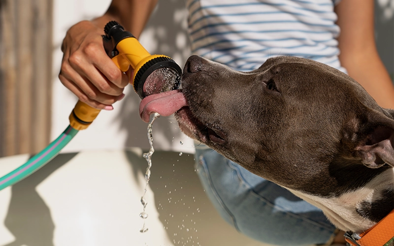 A thirsty dog drinking water 