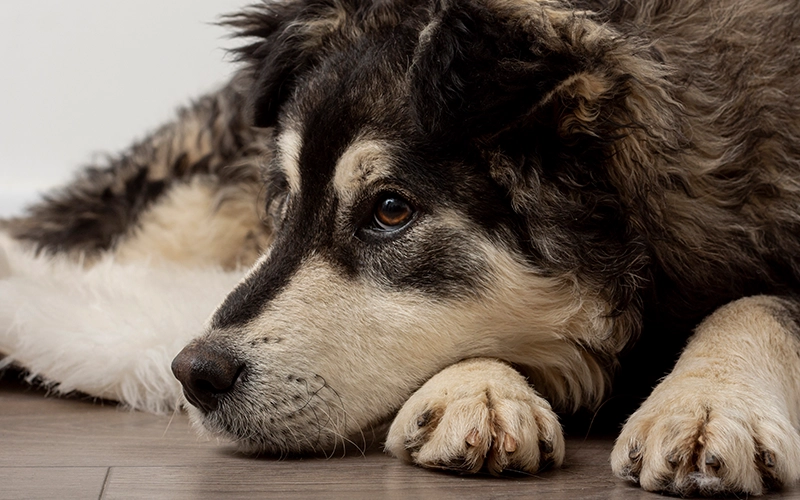 Sad-looking dog lying on the floor, possibly in pain or discomfort.