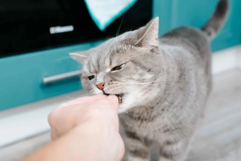 Cat is taking treats