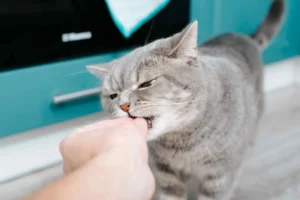 Cat is taking treats