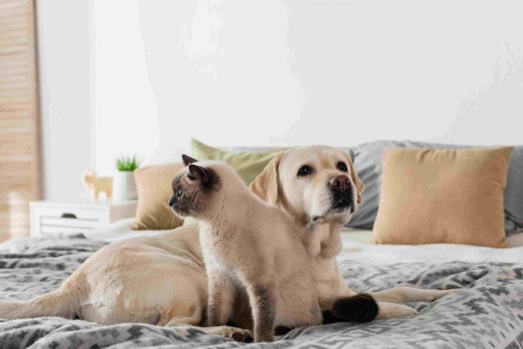 Cats and Dogs are lying on soft bed