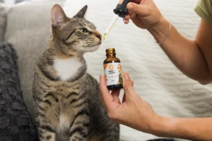 Tabby cat sniffing a dropper bottle of Paws and Claws CBD oil held by a person.