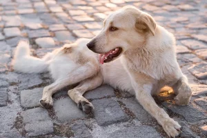 A light-colored dog relaxing on a cobblestone pavement outdoors, enjoying the warm sunlight.