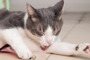 A gray and white cat grooming itself while lying on the floor at home.