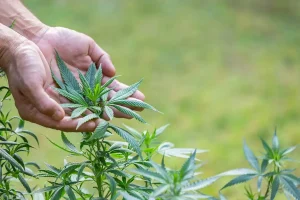 Hands gently holding a young cannabis plant in an outdoor setting, with green leaves and stems clearly visible, showcasing care and cultivation of the plant.
