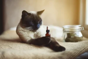 A Siamese cat laying down on a blanket, gazing peacefully with a CBD oil bottle in the foreground, surrounded by a warm, cozy atmosphere.